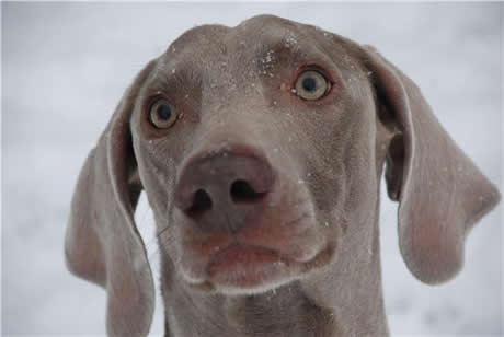California Weimaraner Rescue