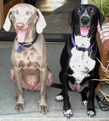 Weim Rescue California