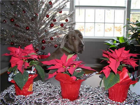 So Cal Weimaraner Rescue
