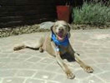 Southern Cal Weimaraner Rescue