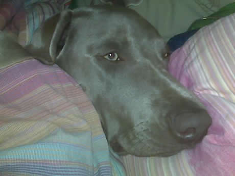 California Weimaraner Rescue
