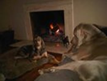 Southern Cal Weimaraner Rescue