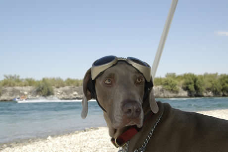 So Cal Weimaraner Rescue
