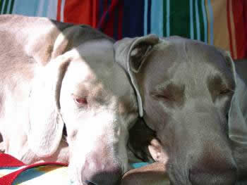 Weims