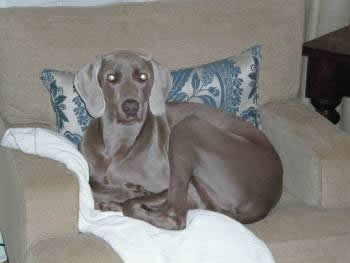 Weimaraner Rescue