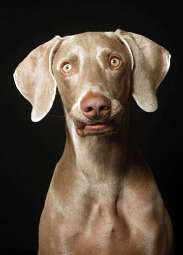 Weim Rescue California