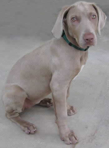 Weim Rescue So Cal