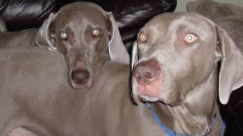 Weim Rescue California