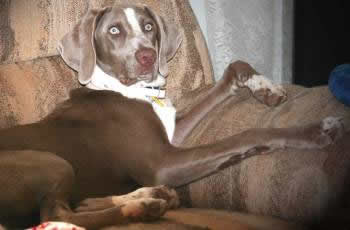 FFP Weim Rescue