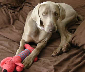 FFP Weimaraner Rescue