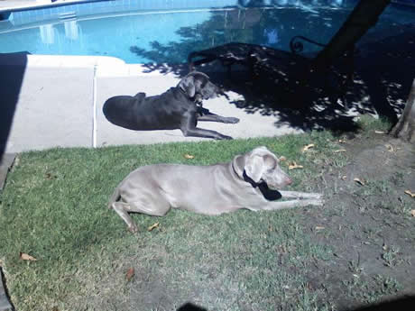 Weimaraner Rescue