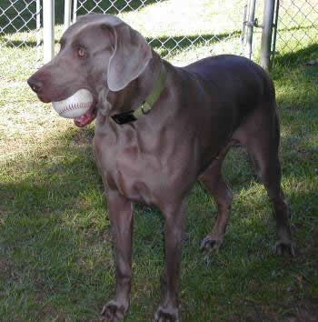 Weimaraner Rescue