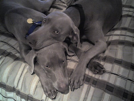 Weim Rescue Friends For Pets