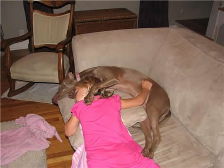 Weimaraner Rescue