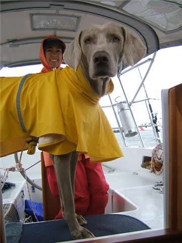 Weimaraner