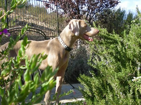 Weim Rescue California