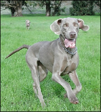 Our dogs would be very grateful if you volunteered some of your time to make their lives a little better. 