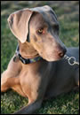 View Some of Our Lovable Weimaraners!