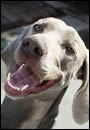 View Some of Our Lovable Weimaraners!